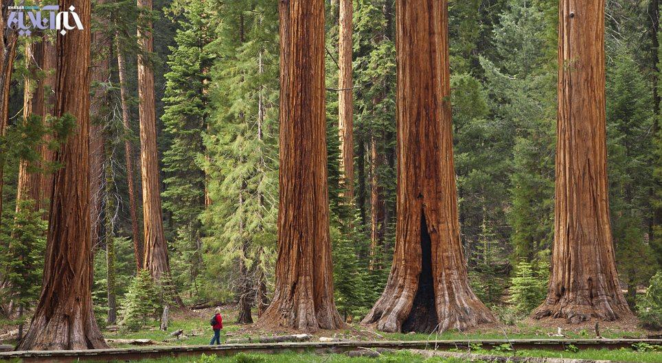 سرخدار چینی